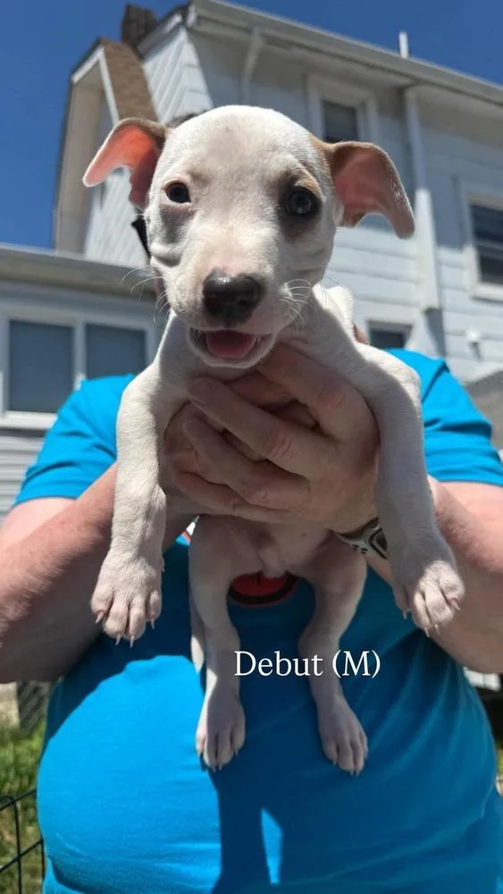 A baby medium-sized male White / Cream Pit Bull Terrier dog named Debutm for adoption in Wenonah, NJ