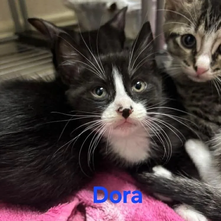 A baby small-sized female Black Domestic Short Hair cat named Dora for adoption in Baytown, TX