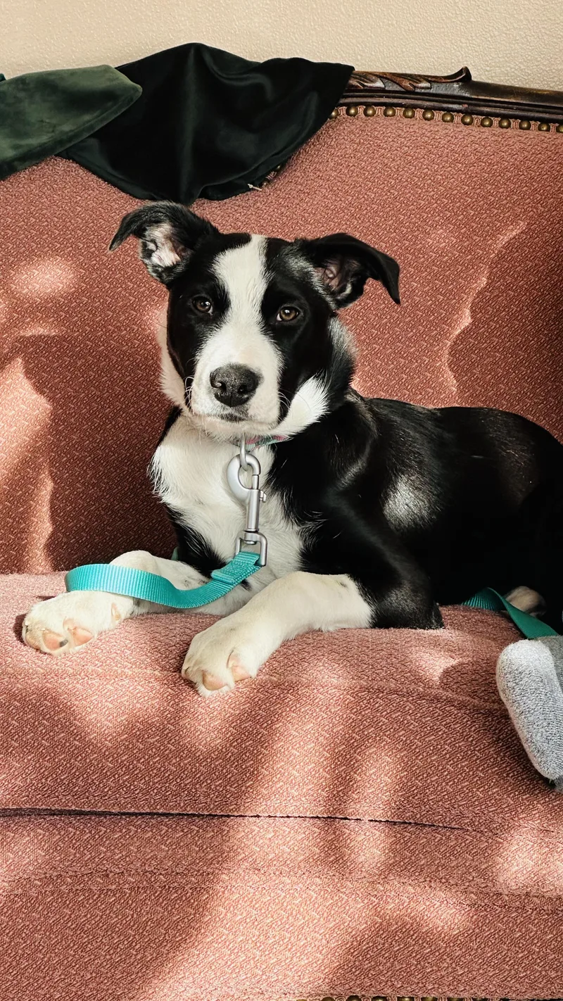 A young medium-sized female Black Border Collie dog named Nellie for adoption in Riverton, WY