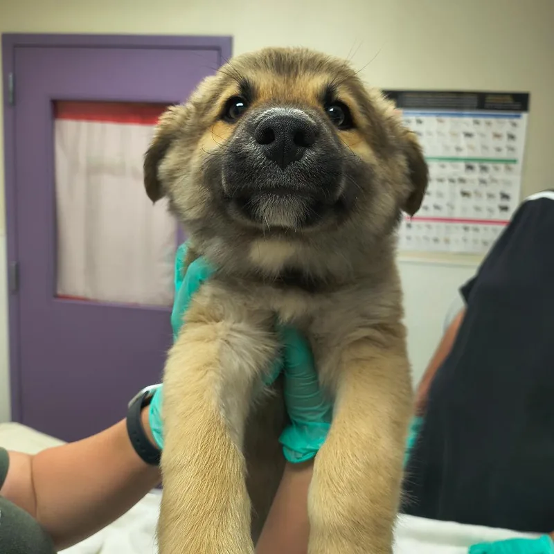 A baby small-sized male Yellow / Tan / Blond / Fawn Shepherd dog named Bear for adoption in Albuquerque, NM