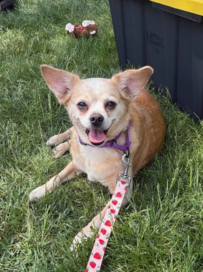 An adult small-sized female Chihuahua dog named Lacy for adoption in GILBERTS, IL