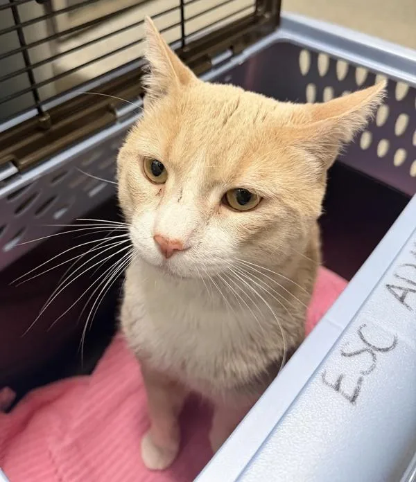 An adult medium-sized male Domestic Short Hair cat named Chona for adoption in Escondido, CA