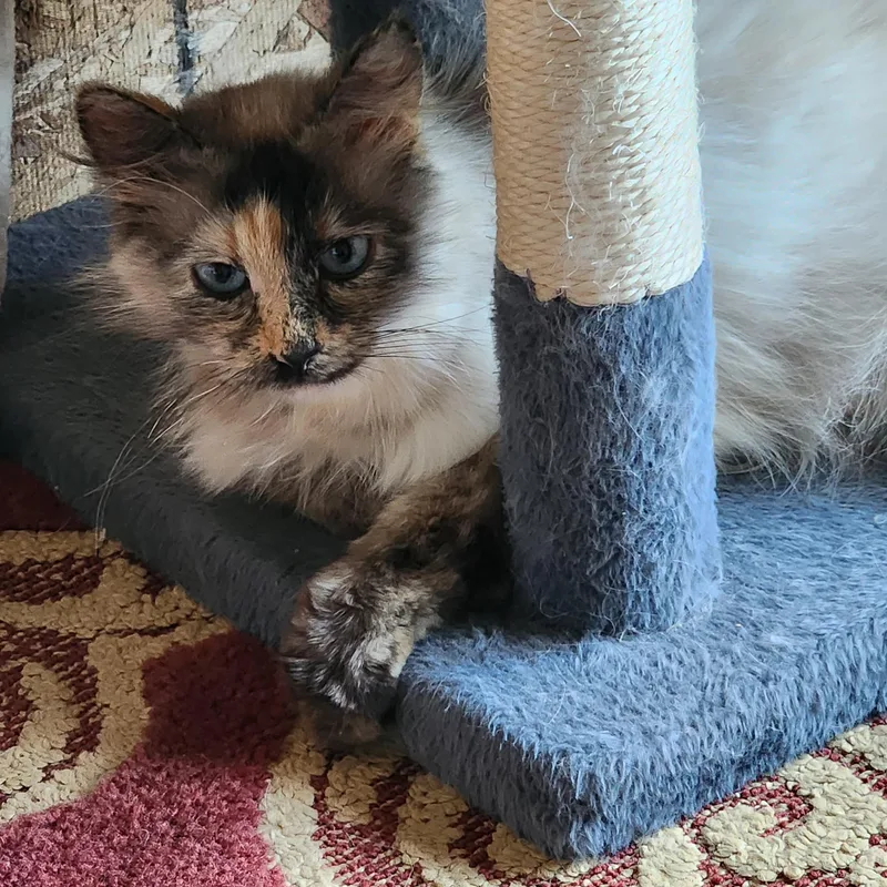 A young medium-sized female Cream / Ivory Domestic Medium Hair cat named Miss Bell for adoption in Springfield, OR