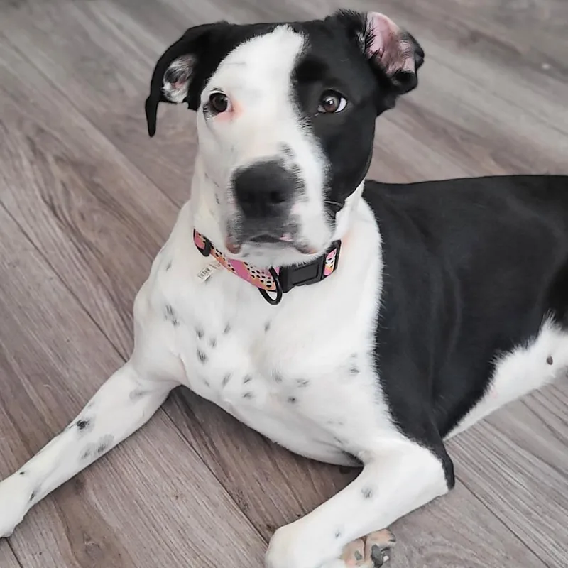 An adult medium-sized female White / Cream Dalmatian dog named Eskimo for adoption in Reno, NV