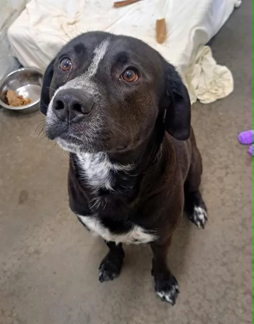 An adult large-sized female Labrador Retriever dog named Mesquite for adoption in Easton, MD
