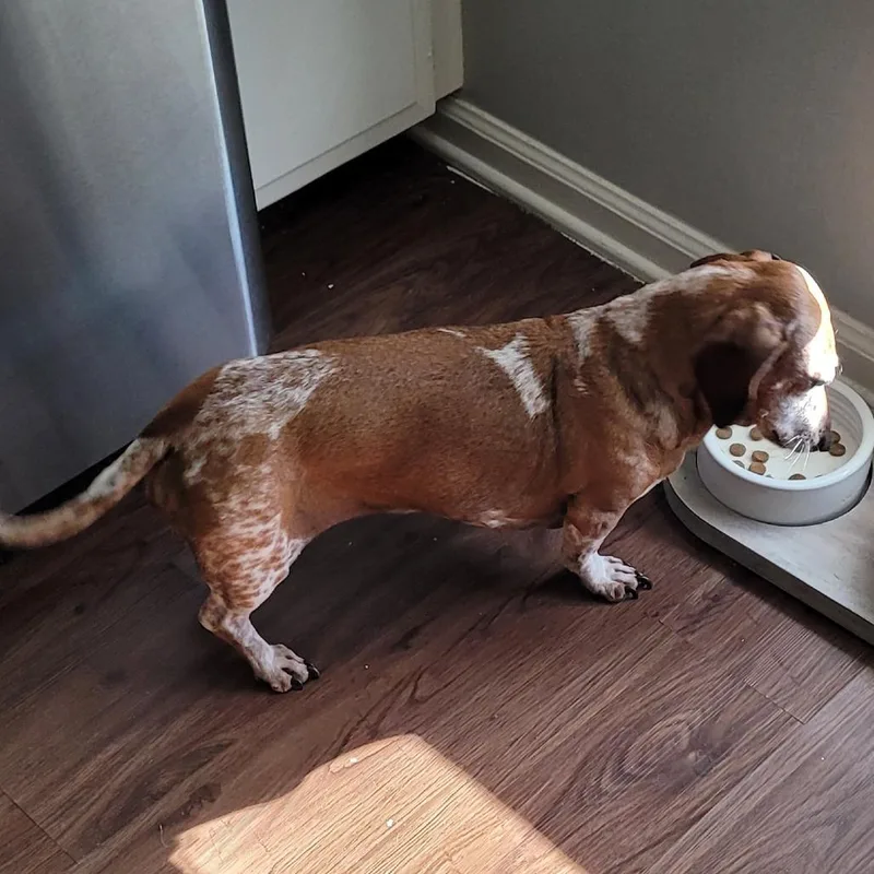A senior small-sized female Brown / Chocolate Miniature Dachshund dog named Chloe for adoption in Olathe, KS
