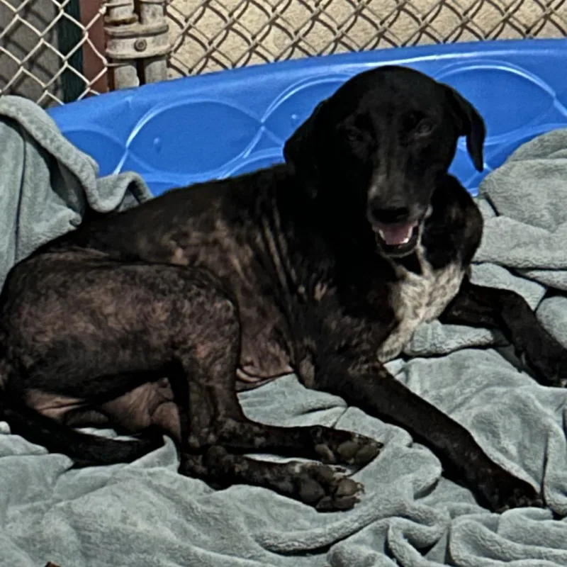 An adult medium-sized female Black Mixed Breed dog named Homegirl for adoption in Leander, TX