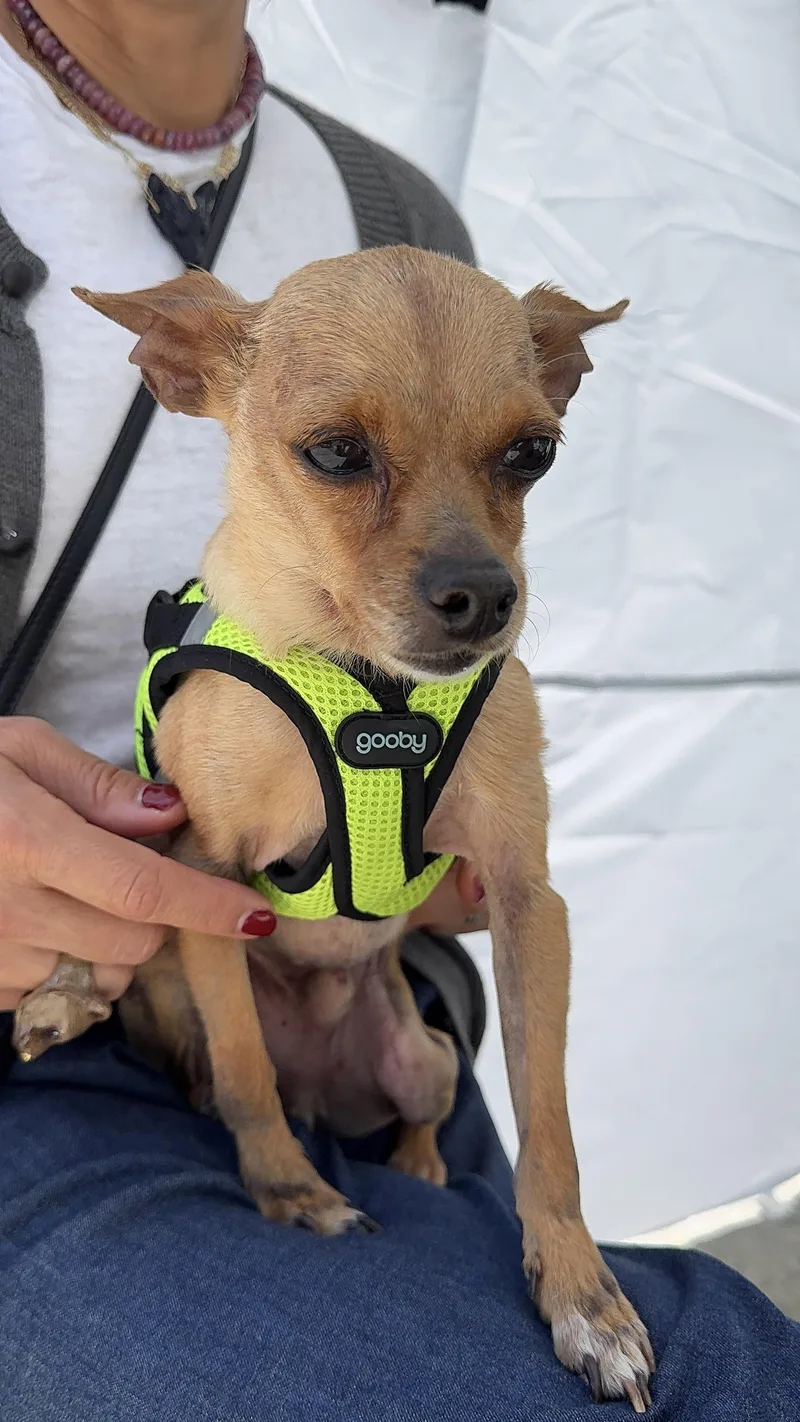 A senior small-sized male Brown / Chocolate Chihuahua dog named Rocky for adoption in West Hollywood, CA
