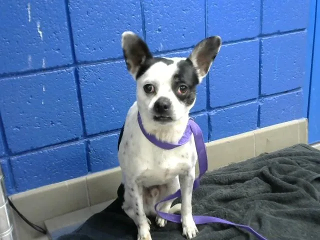 An adult small-sized male Chihuahua dog named Morty for adoption in Albuquerque, NM
