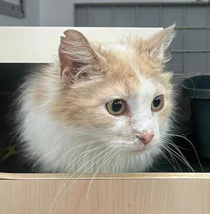 An adult medium-sized female Buff / Tan / Fawn Domestic Long Hair cat named Genevieve for adoption in Kansas City, MO
