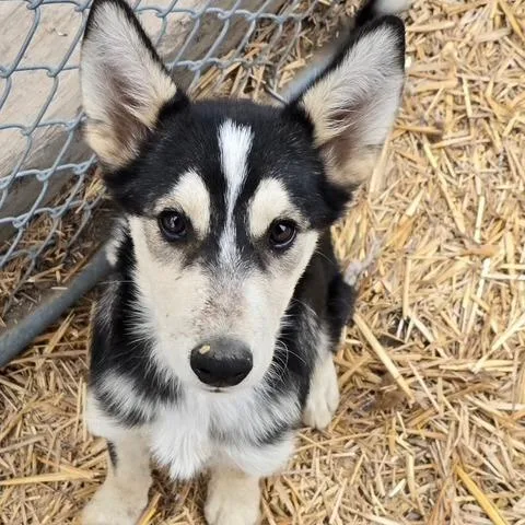 A young medium-sized male Mixed Breed dog named Obi for adoption in Spokane, WA
