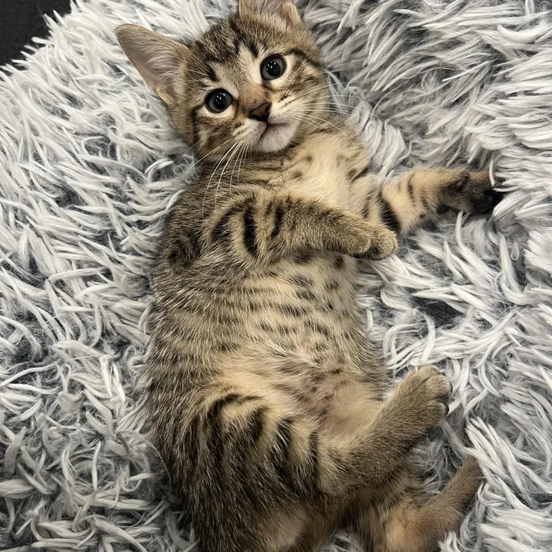 A baby medium-sized female Tabby (Brown / Chocolate) Domestic Short Hair cat named Madison for adoption in Chicago, IL