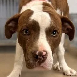 A baby medium-sized male Pit Bull Terrier dog named Brennan for adoption in Brenham, TX