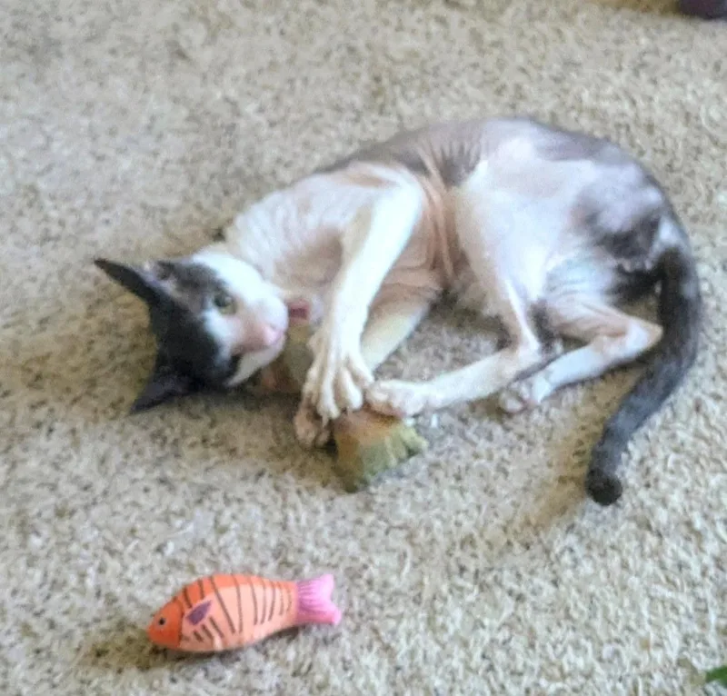 An adult medium-sized male Black & White / Tuxedo Cornish Rex cat named Rex for adoption in Albuquerque, NM