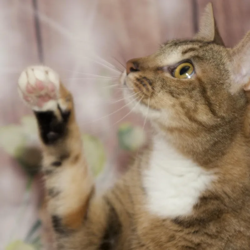 Avril Lavigne thumbnail 2