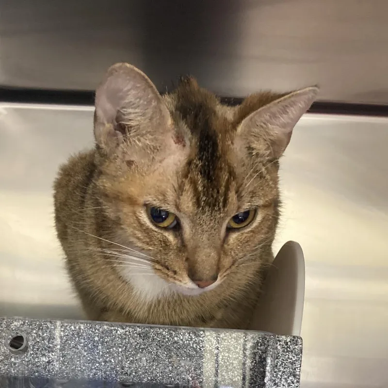 Avril Lavigne thumbnail 3