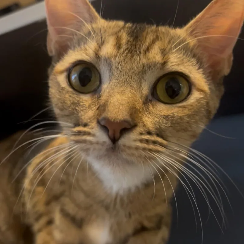 Avril Lavigne thumbnail 4