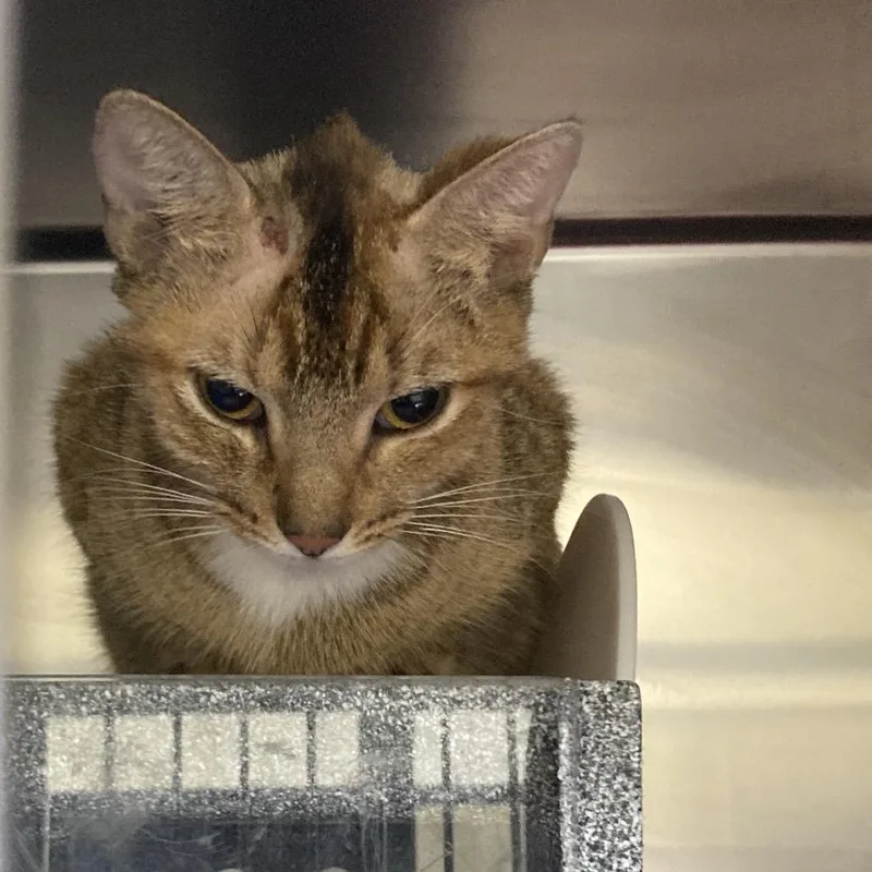 Avril Lavigne thumbnail 5