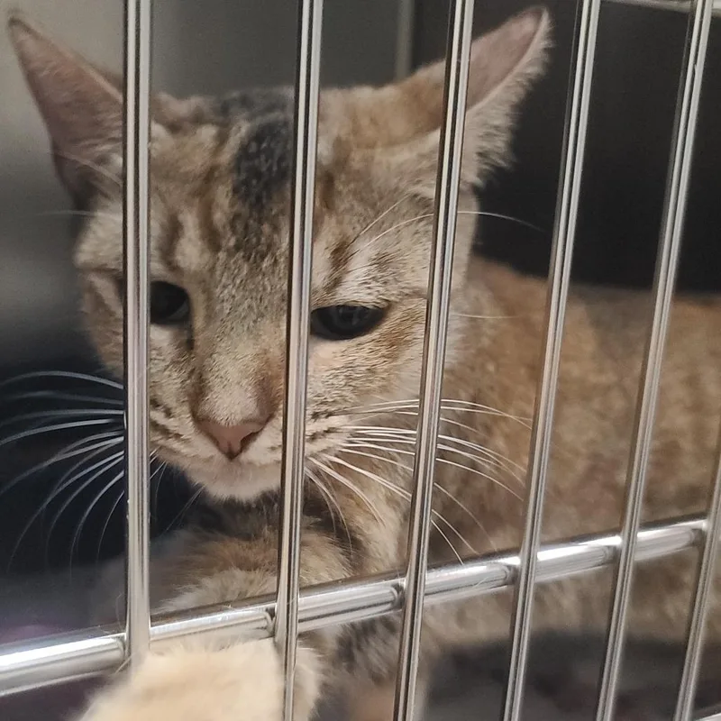 Avril Lavigne thumbnail 6