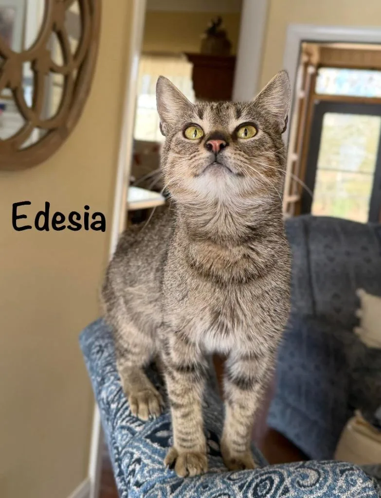 Edesia thumbnail 5