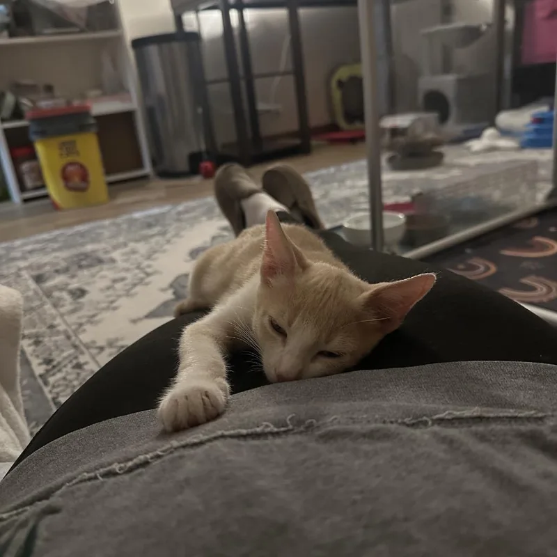 A baby small-sized male Orange / Red Domestic Short Hair cat named Kinger for adoption in Grand Rapids, MI