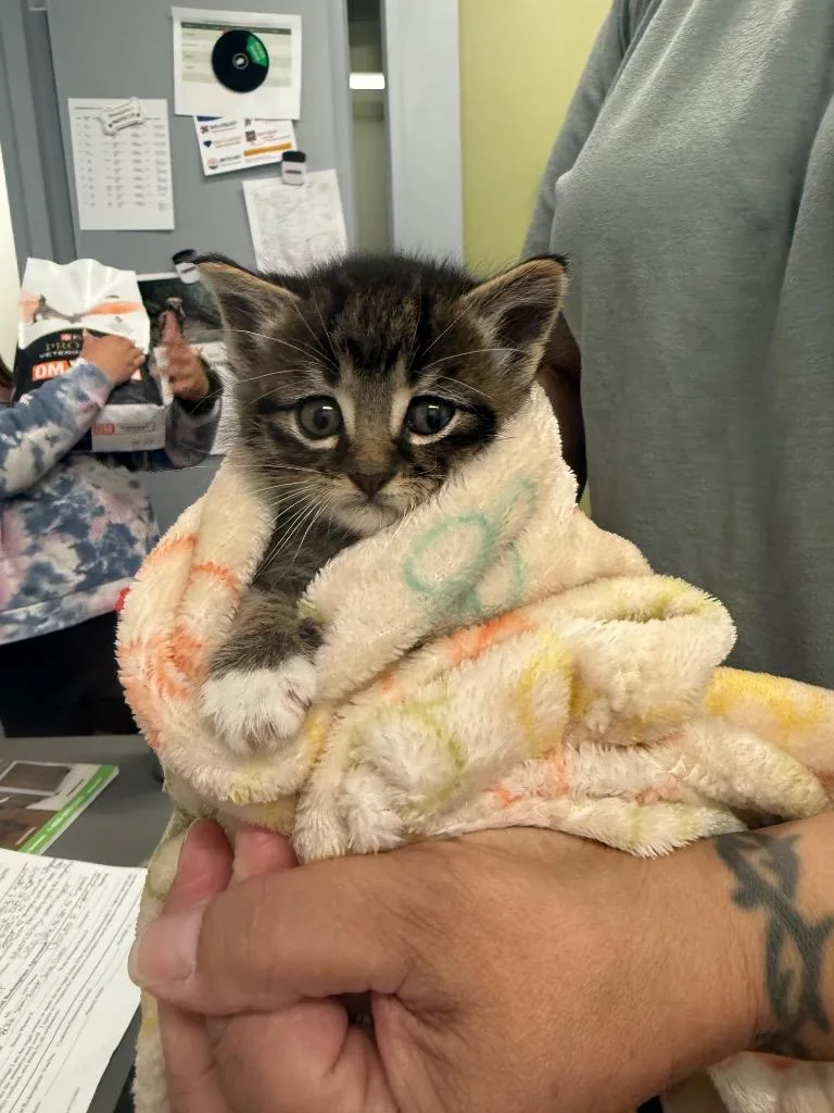 A baby small-sized male Domestic Short Hair cat named Spock for adoption in Auburn, IN