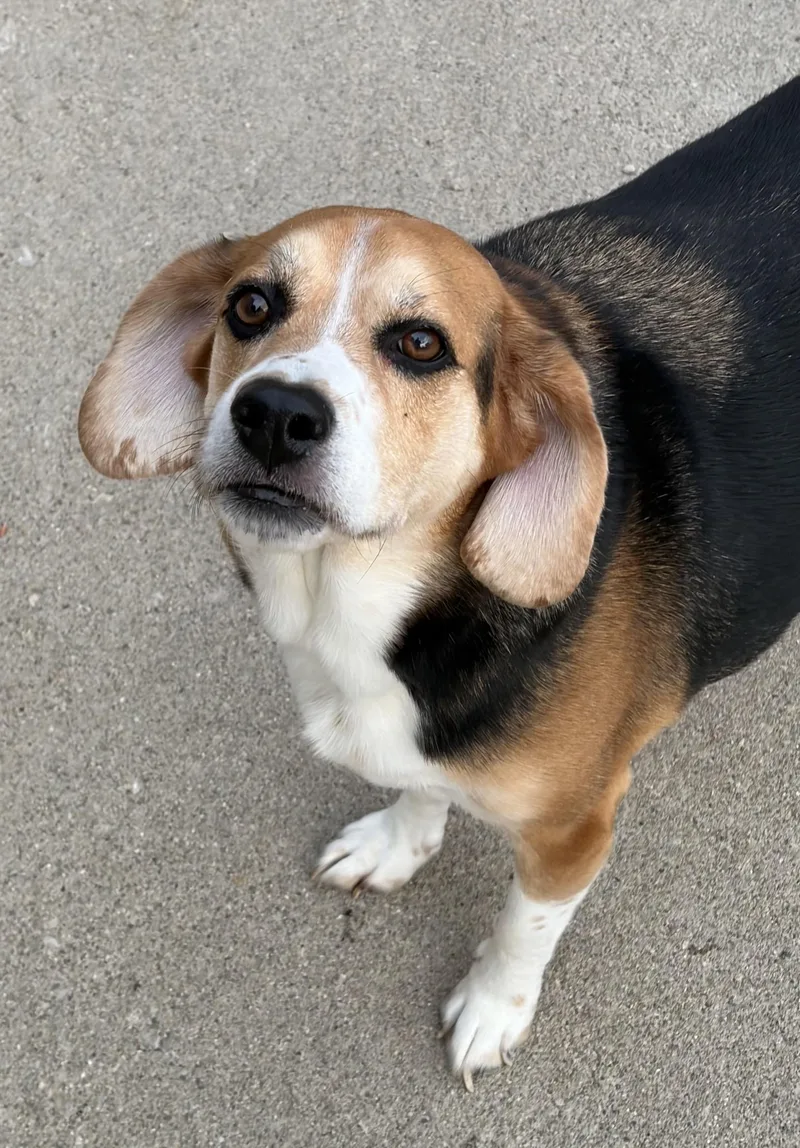 An adult medium-sized male Tricolor (Brown, Black, & White) Beagle dog named Dozier for adoption in Circleville, OH