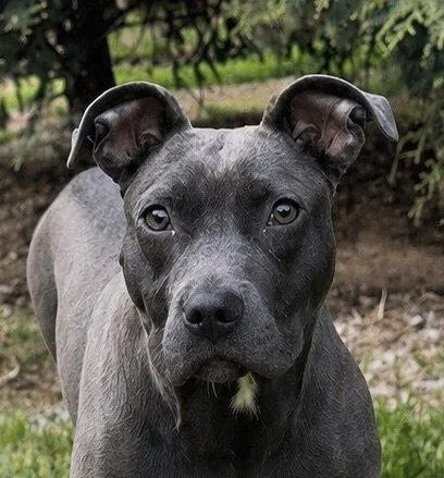 A young medium-sized female Pit Bull Terrier dog named Lottie for adoption in Thomasville, NC