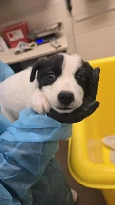 A baby large-sized male White / Cream Mixed Breed dog named Crash for adoption in Wichita, KS