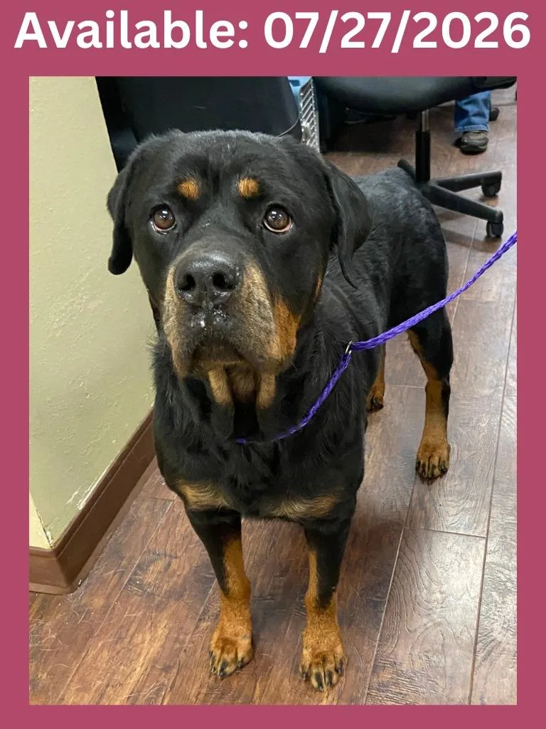 An adult large-sized female Rottweiler dog named Dog Kennel  Koana for adoption in Greenville, TX
