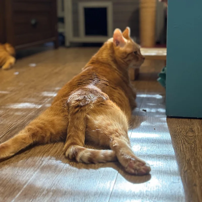 A senior large-sized male Orange & White Domestic Short Hair cat named Arnold for adoption in Round Rock, TX
