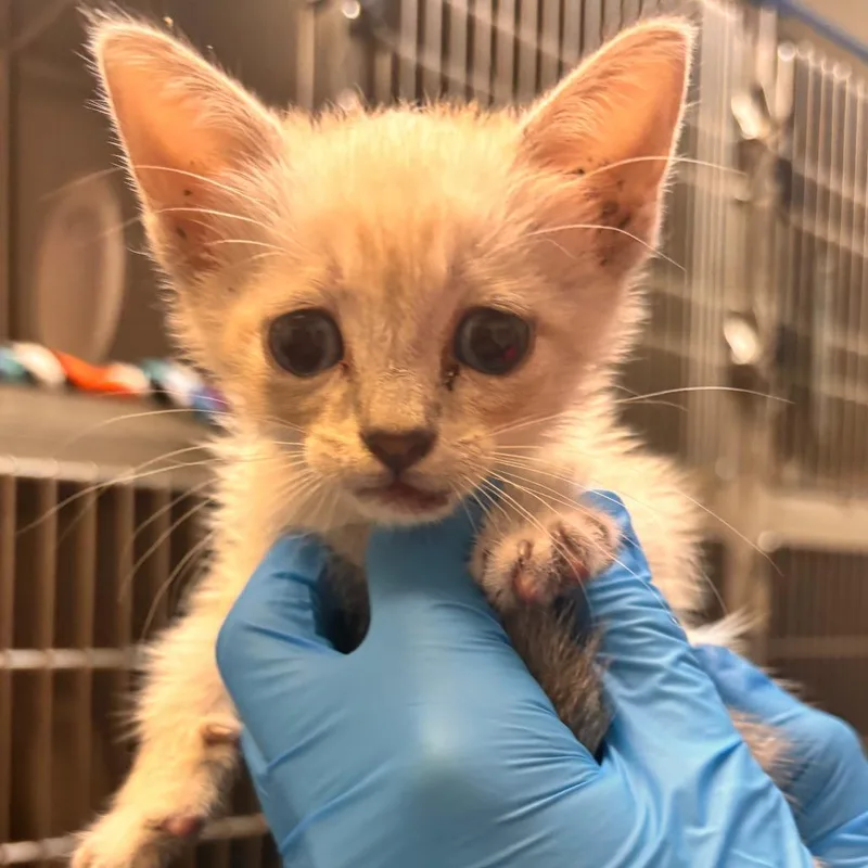 A baby small-sized male White Domestic Short Hair cat named Ojitos for adoption in Edinburg, TX
