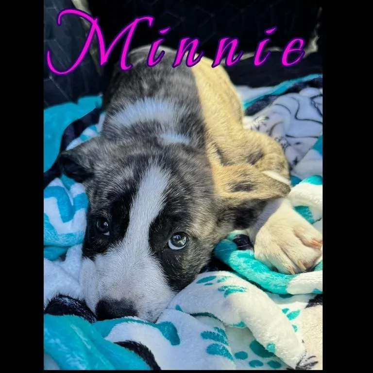 Minnie thumbnail 3