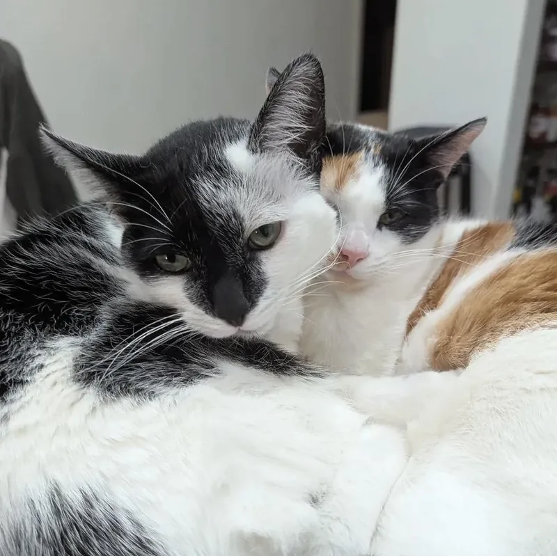 A young large-sized female Calico Domestic Short Hair cat named Finnala & Esseboda for adoption in Santa Ana, CA