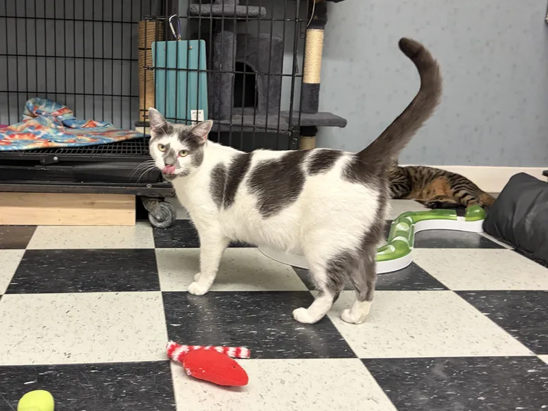 A young medium-sized female Gray & White Domestic Short Hair cat named Anastasia for adoption in Perry, GA