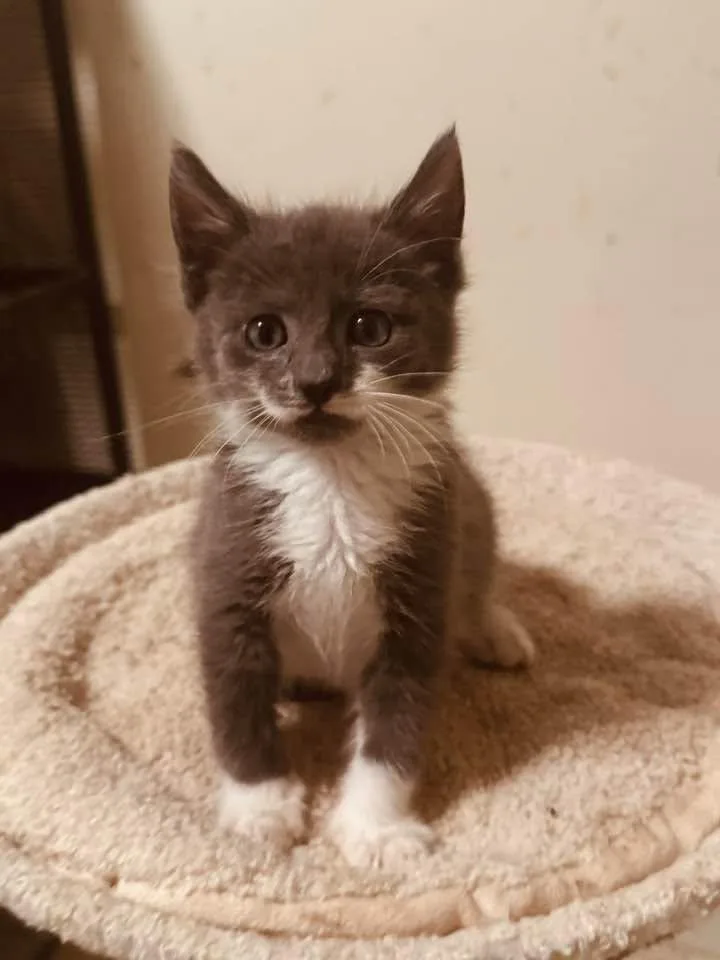 A baby medium-sized male Gray & White Domestic Short Hair cat named Latte for adoption in Palisades Park, NJ