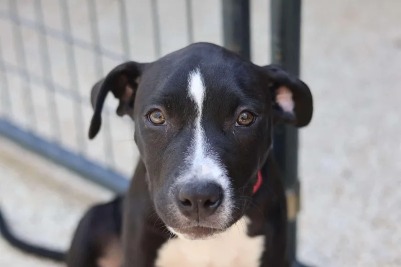 A baby medium-sized female Black Mixed Breed dog named Maddie for adoption in BONIFAY, FL