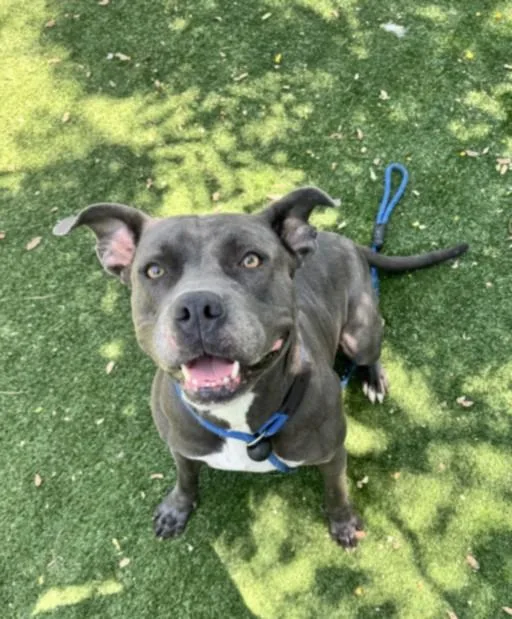 An adult large-sized female Pit Bull Terrier dog named Maya for adoption in Chatsworth, CA