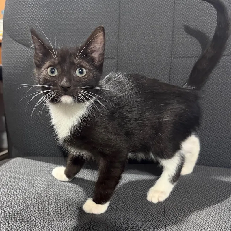 A baby small-sized male Domestic Short Hair cat named Nacho for adoption in Wappingers Falls, NY