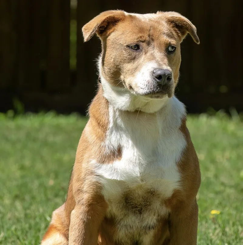 A young medium-sized female Brown / Chocolate American Staffordshire Terrier dog named Kirin for adoption in Tomball, TX
