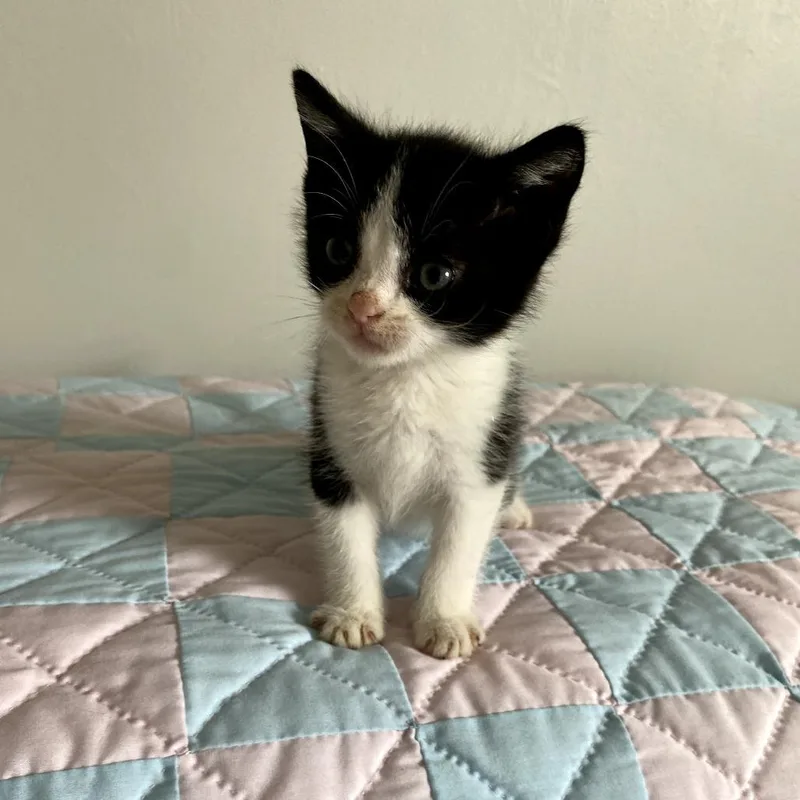 A baby small-sized male Black Domestic Short Hair cat named Dean for adoption in Walnut Cove, NC