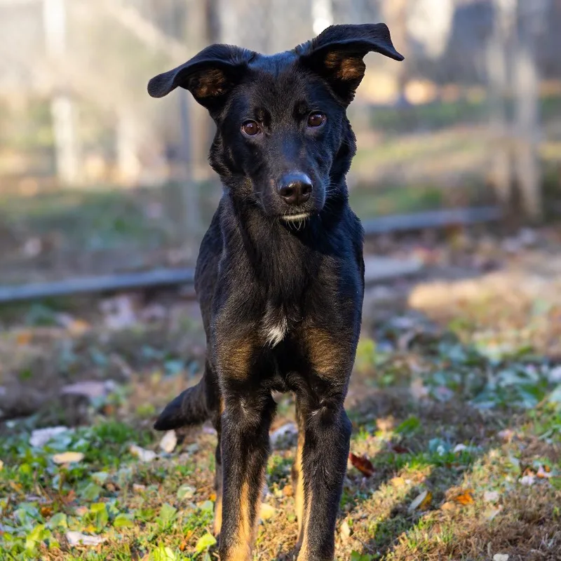 A young medium-sized male Black German Shepherd Dog dog named Walter for adoption in Newark, DE