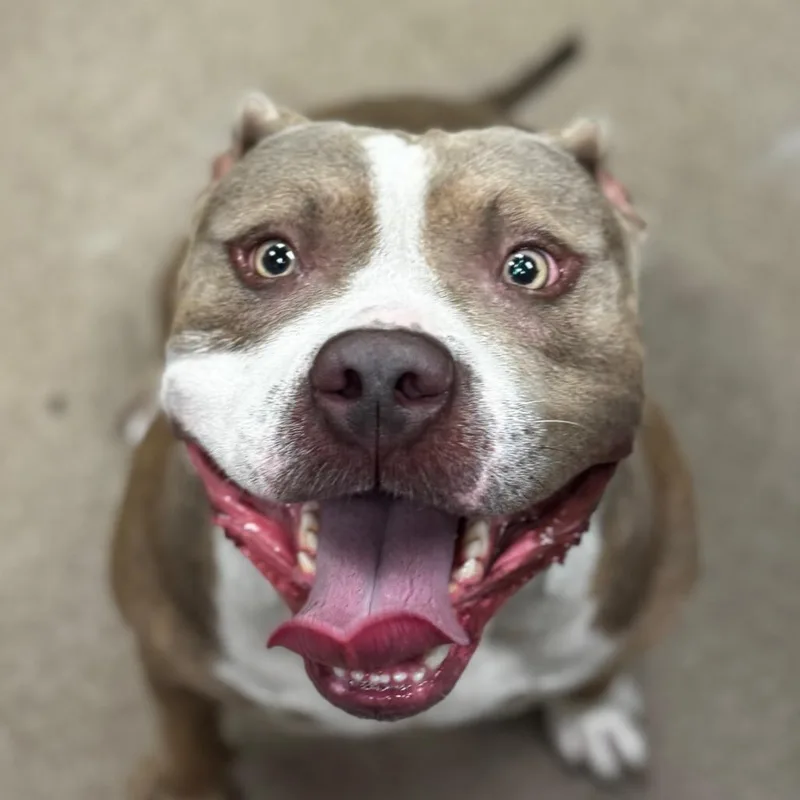 Fat head