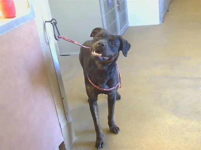 An adult large-sized female Rottweiler dog named Breeze for adoption in Sacramento, CA