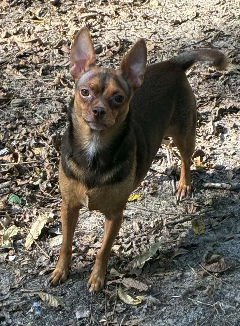 A young small-sized female Bicolor Chihuahua dog named Peanut for adoption in Texarkana, TX