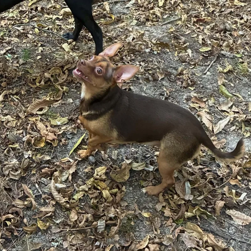 Peanut thumbnail 3