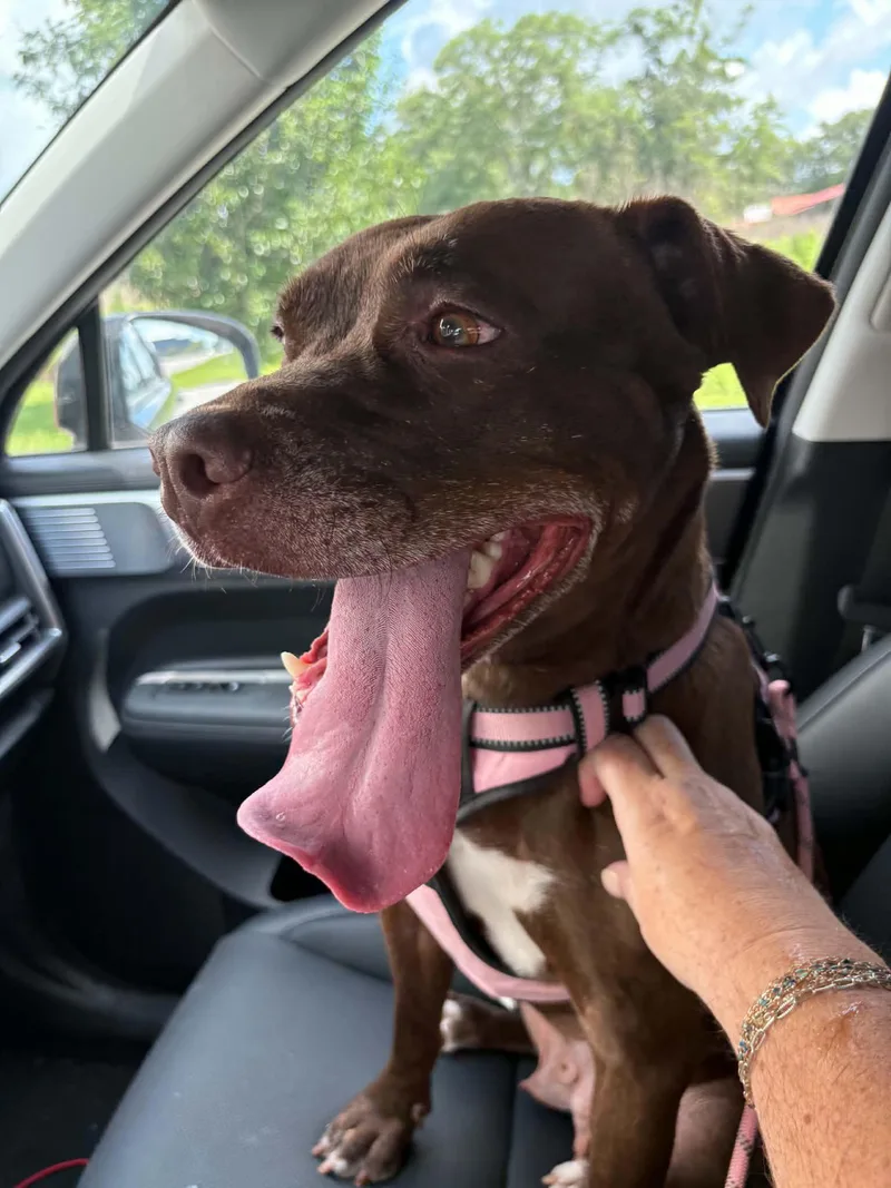 An adult medium-sized female Brown / Chocolate Chocolate Labrador Retriever dog named Mocha for adoption in Foley, AL