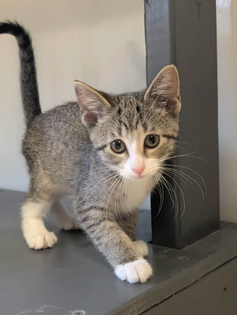 A young small-sized female Domestic Short Hair cat named Caray for adoption in Waupun, WI