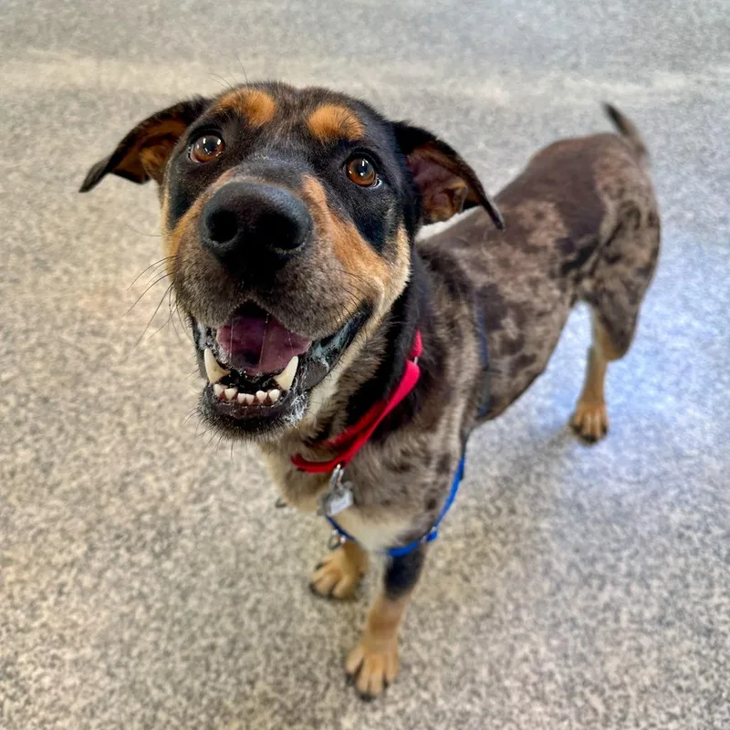 An adult medium-sized male Brown / Chocolate Shepherd dog named Spot for adoption in Falls Church, VA