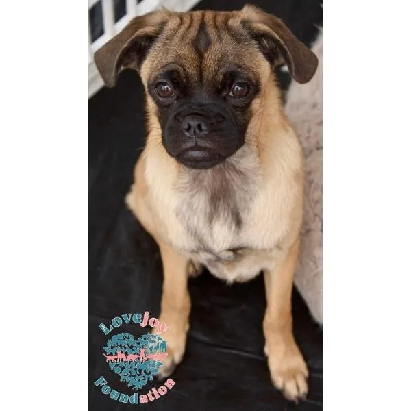 A young small-sized male Yellow / Tan / Blond / Fawn Pug dog named Nina Sky for adoption in Inglewood, CA